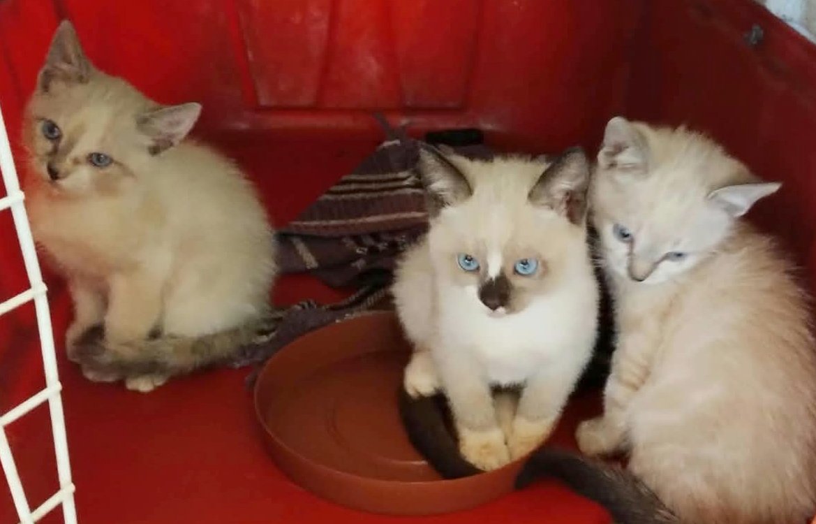 14 gatinhos esperam por uma família na feira da Amicats nesta sexta (11)