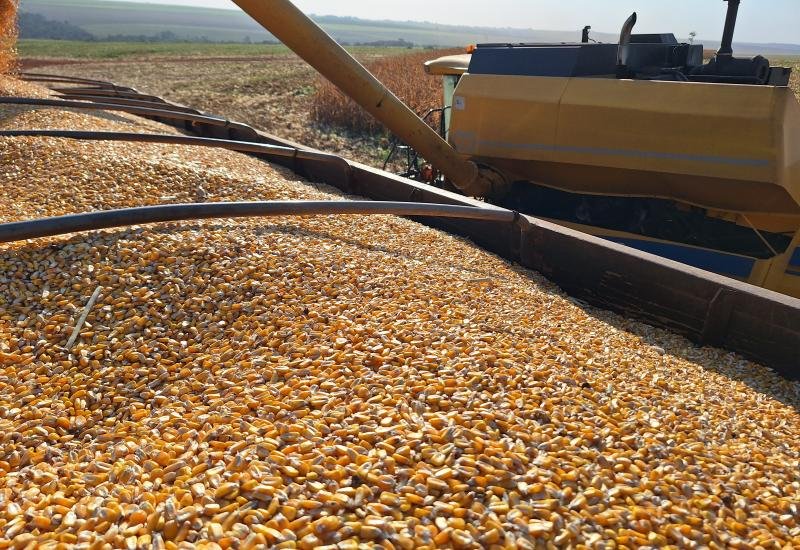 MS se aproxima do fim da colheita do milho com 99,8% da área concluída